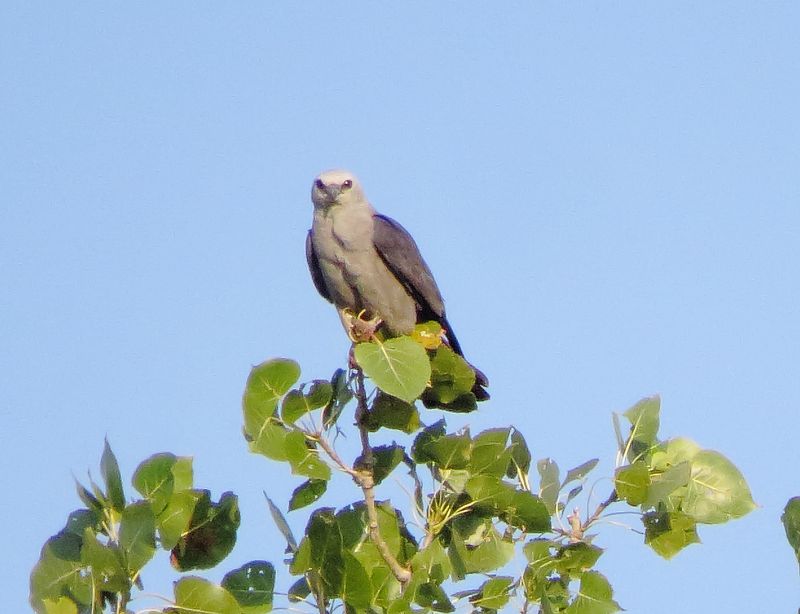 Mississippi Kite