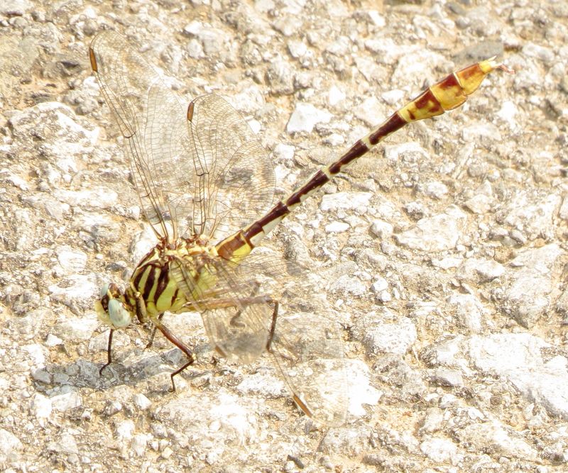 Flag-Tailed Spinyleg