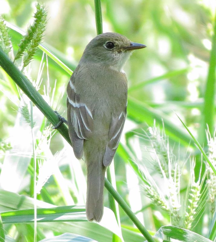 Traills Flycatcher