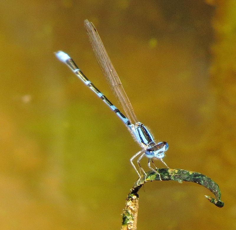 Arroyo Bluet