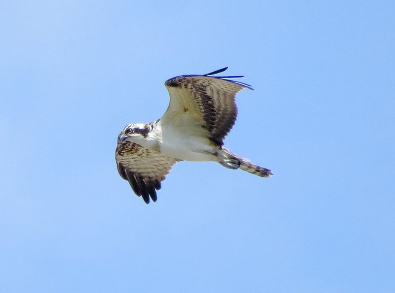 Osprey