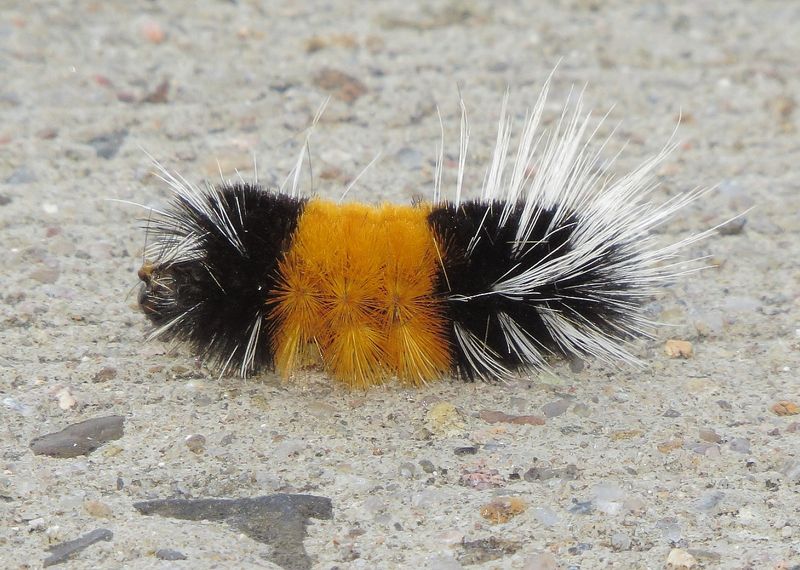 Spotted Tussock Moth