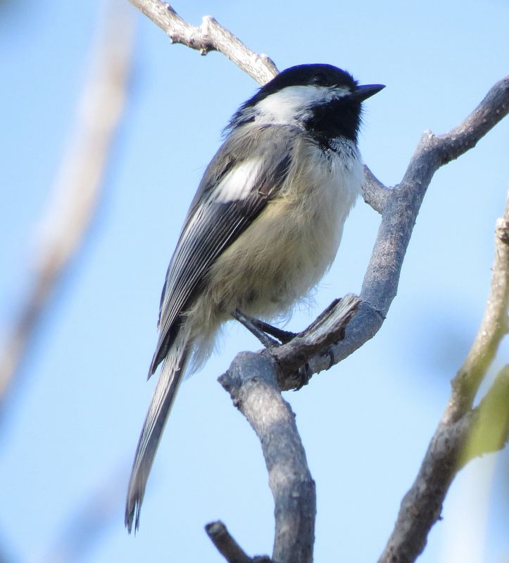 Black-Capped Chickadee