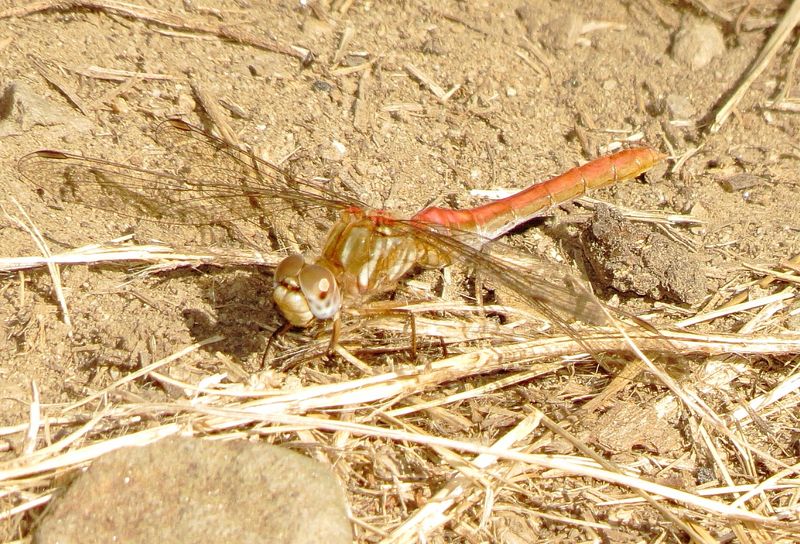 Striped Meadowhawk