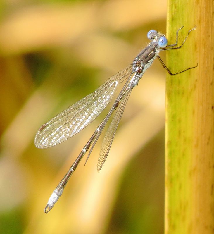 Spotted Spreadwing