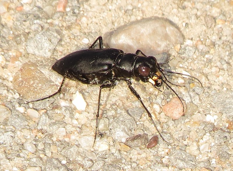 Large Grassland Tiger Beetle