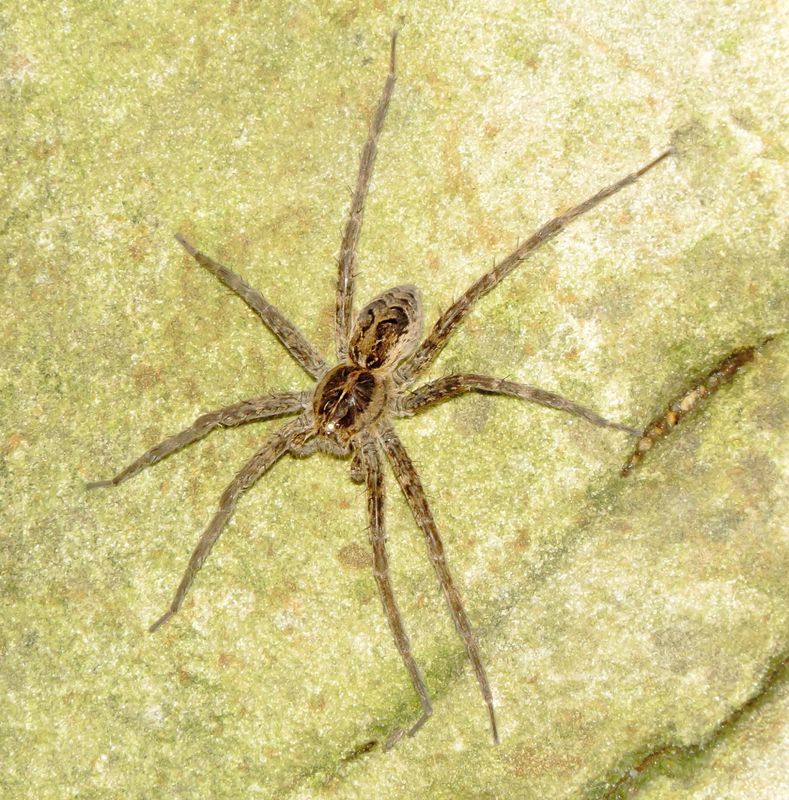 Striped Fishing Spider