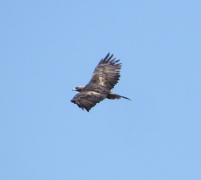 Golden Eagle