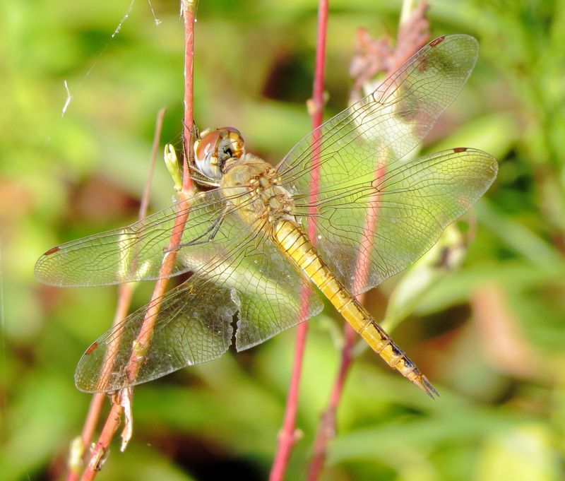 Wandering Glider