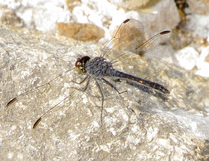 Seaside Dragonlet