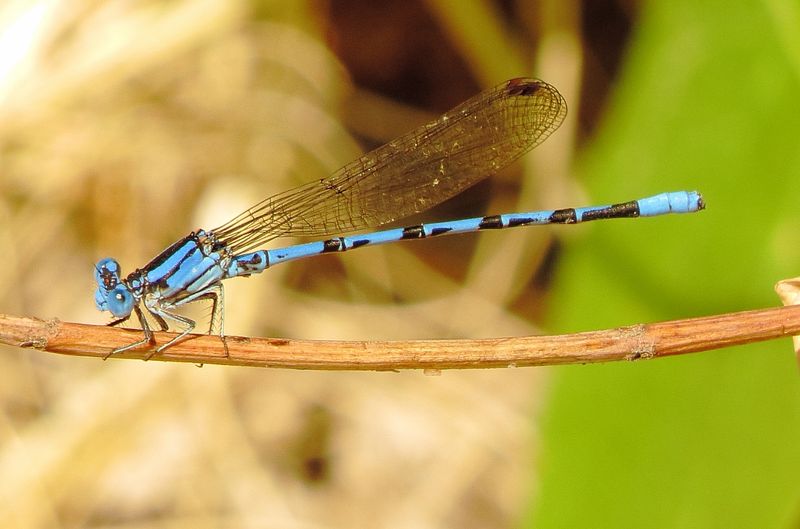 Springwater Dancer