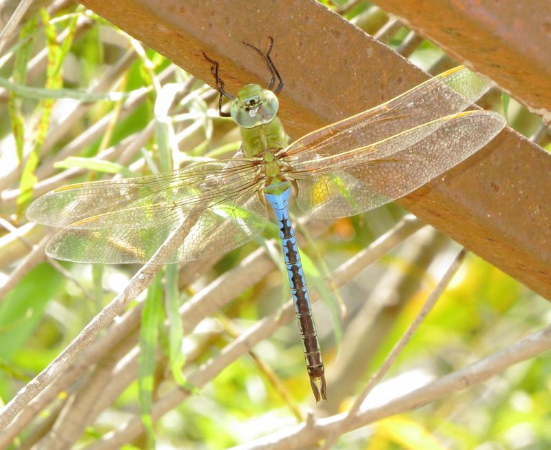Common Green Darner