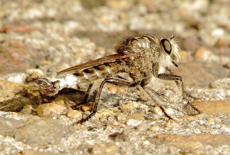 Genus Efferia