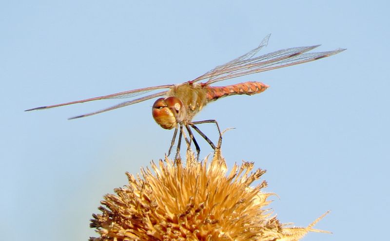 Variegated Meadowhawk