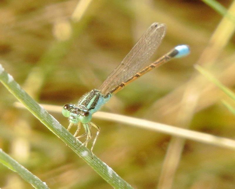 Desert Forktail