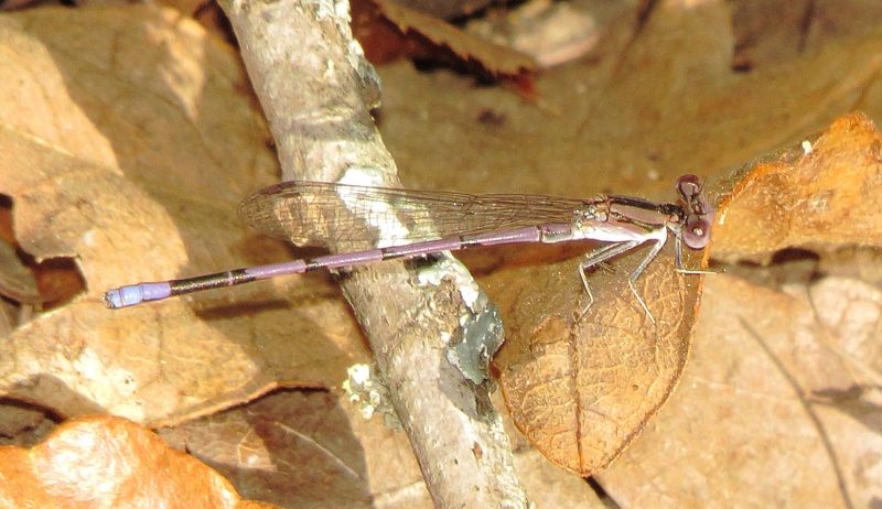 Variable Dancer