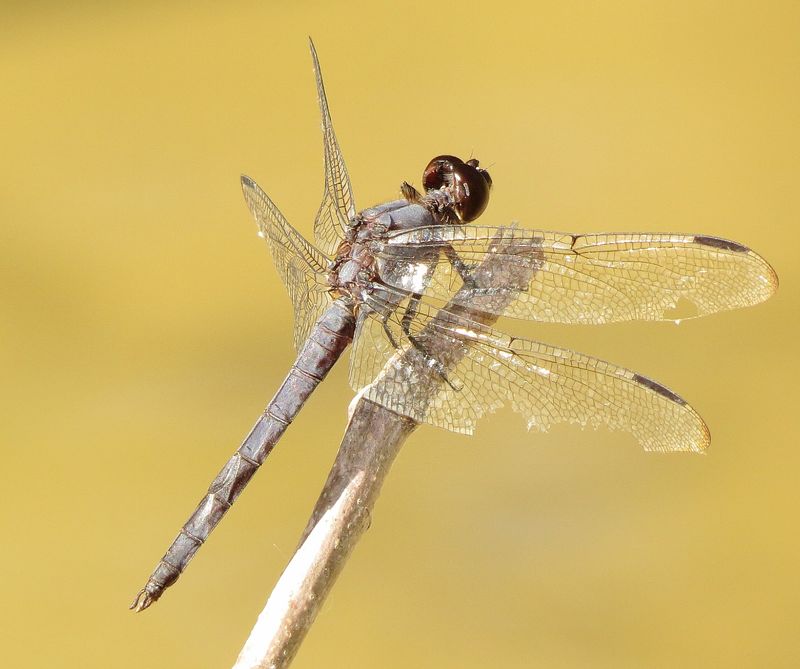 Slaty Skimmer