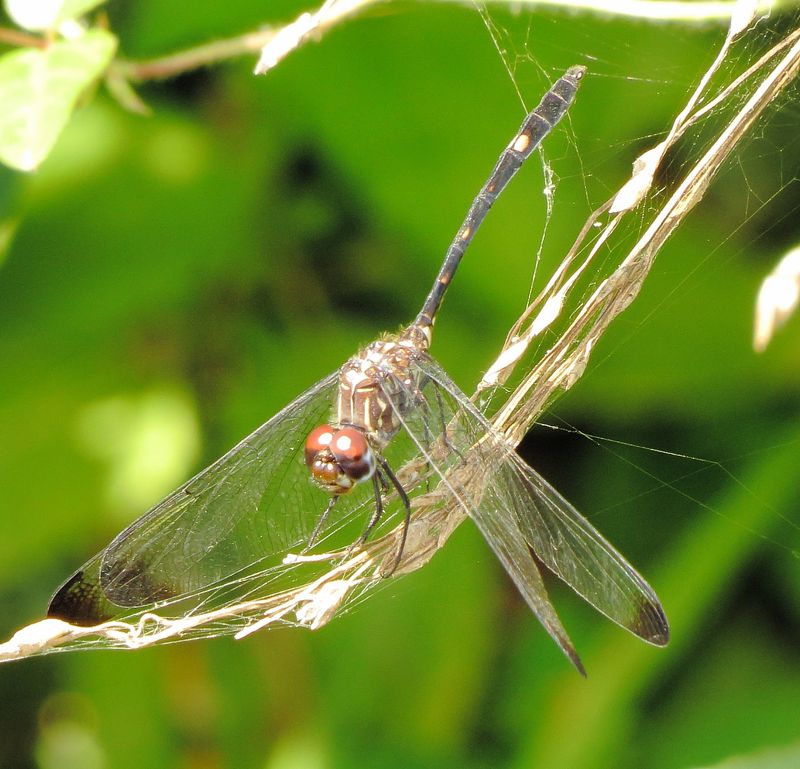 Swift Setwing