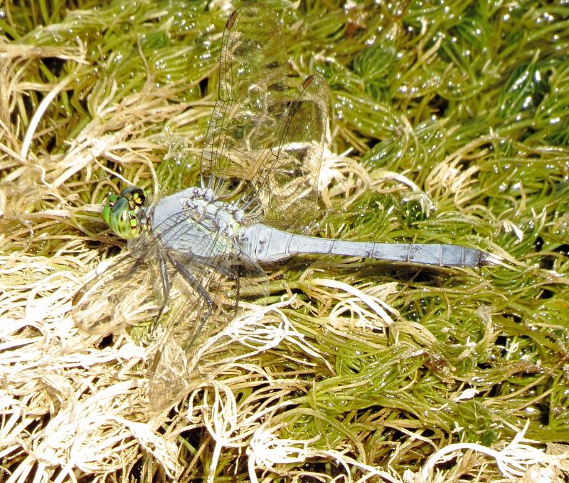 Eastern Pondhawk