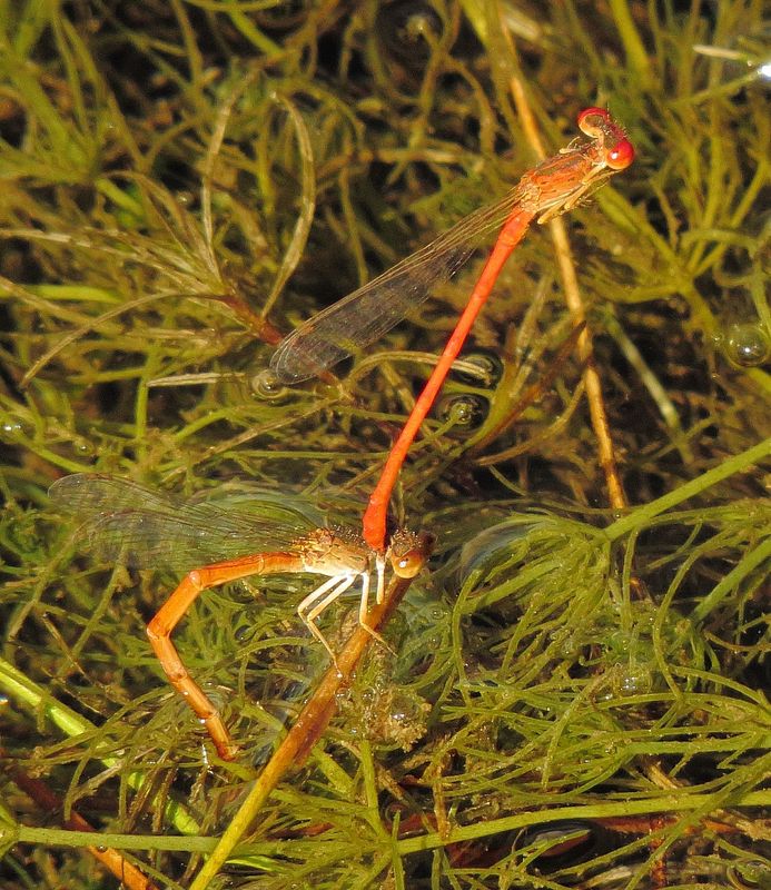 Desert Firetail