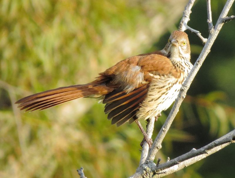 Brown Thrasher