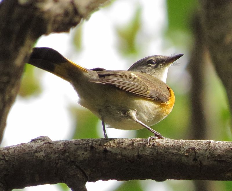 American Redstart