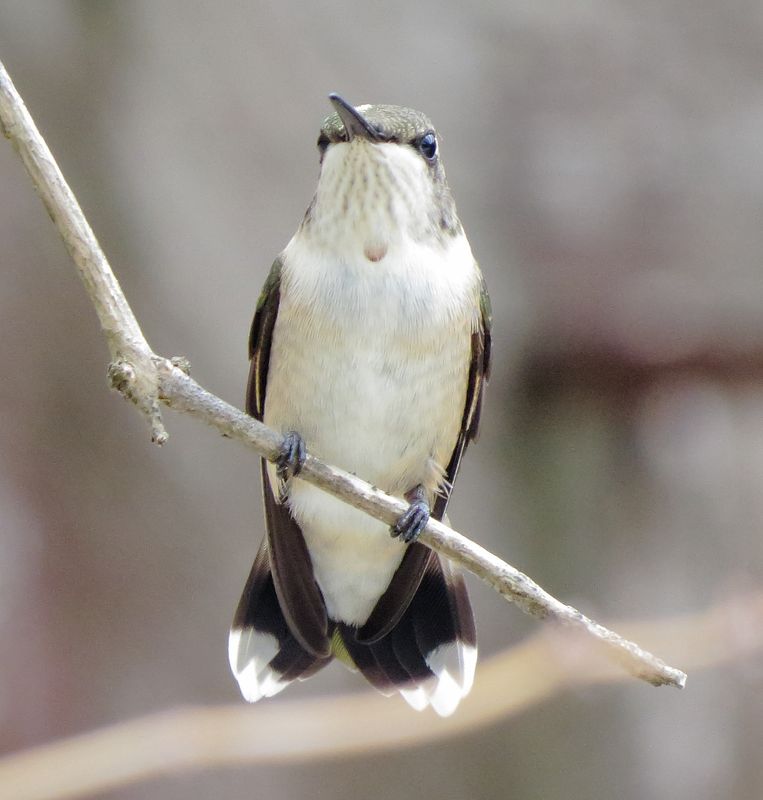 Ruby-Throated Hummingbird
