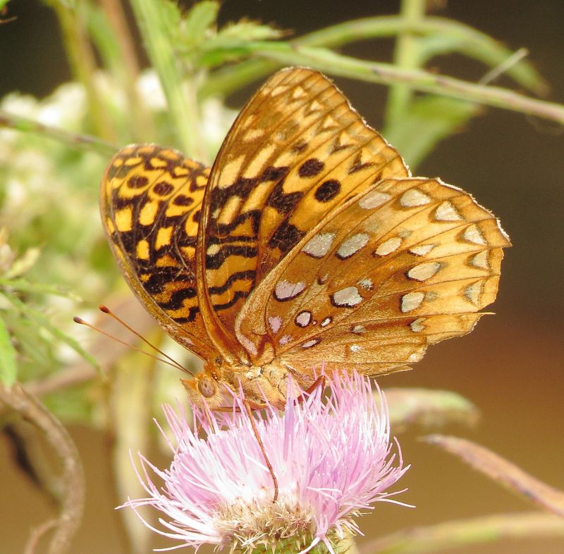 Great Spangled Fritillary