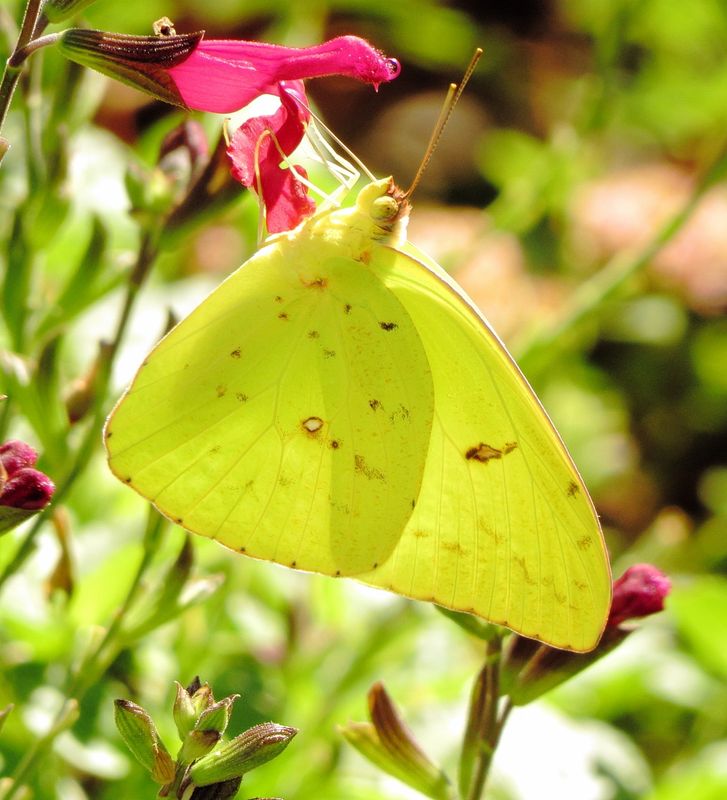 Cloudless Sulphur