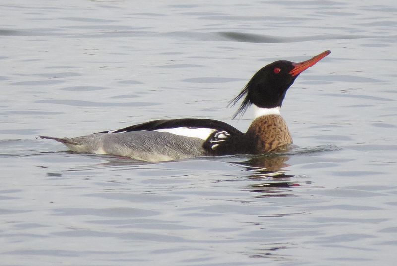 Red-Breasted Merganser
