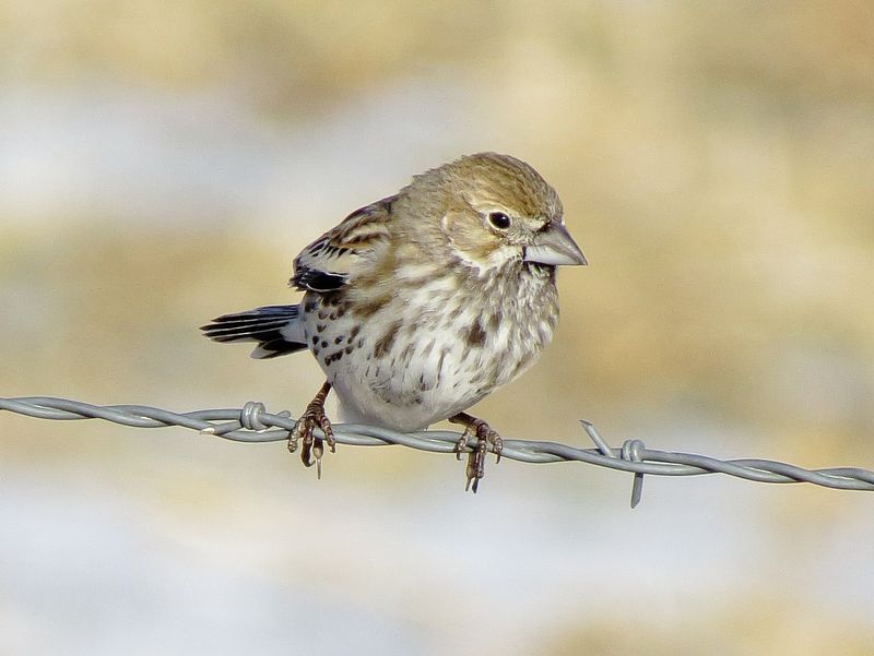 Lark Bunting