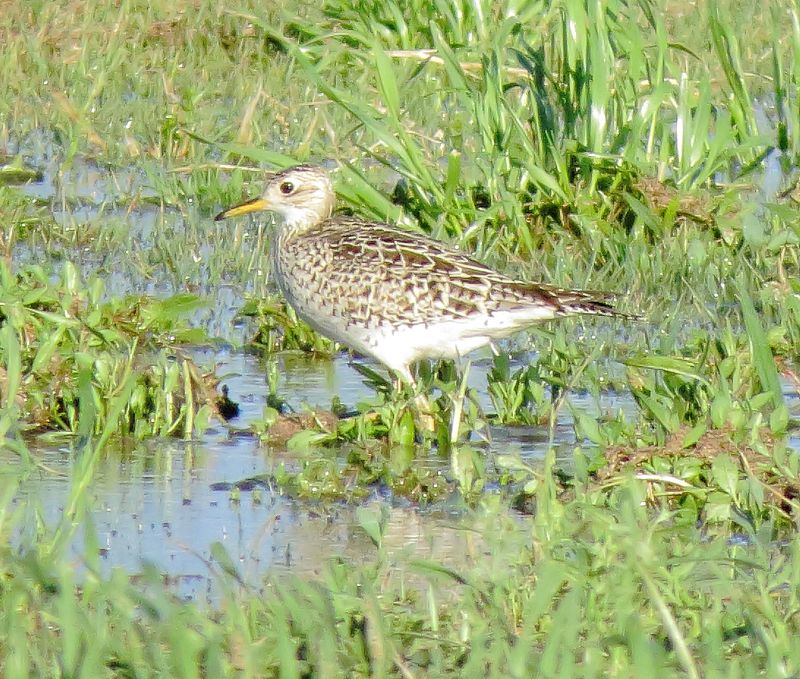 Upland Sandpiper