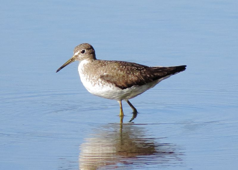 Solitary Sandpiper