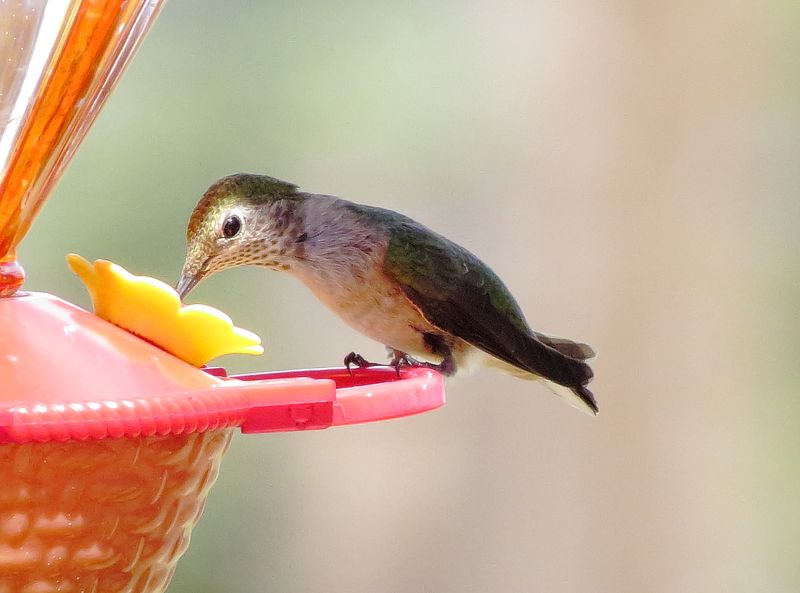 Broad-Tailed Hummingbird