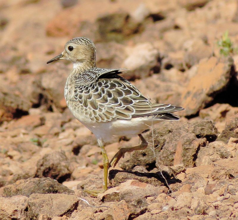 Buff-Breasted Sandpiper
