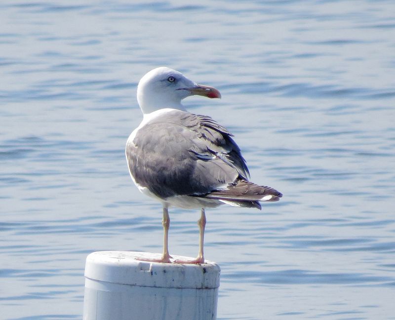 Lesser Black-Backed Gull
