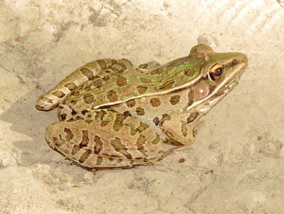 Southern Leopard Frog