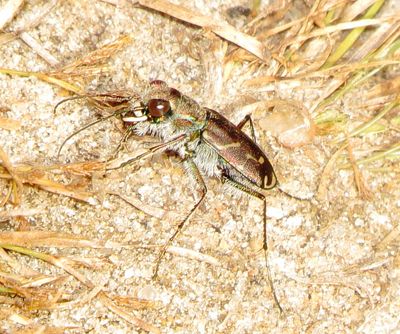 Oblique-Lined Tiger Beetle