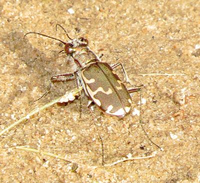 Bronzed Tiger Beetle