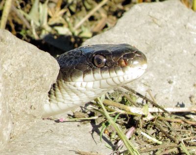 Western Ratsnake