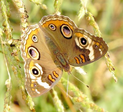 Common Buckeye