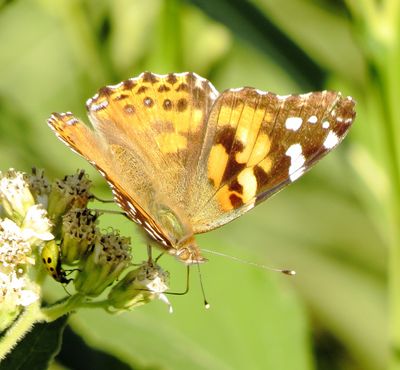 Painted Lady