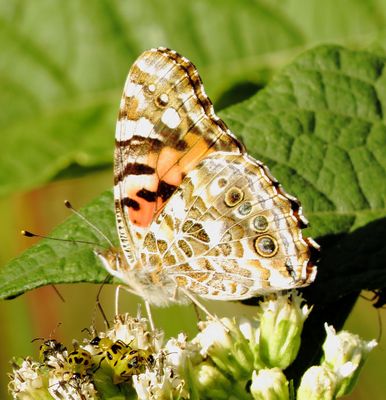 Painted Lady
