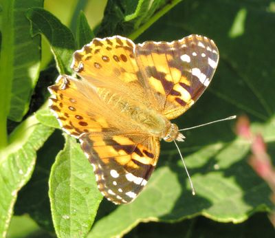 Painted Lady