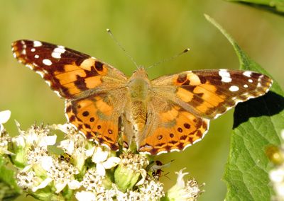 Painted Lady