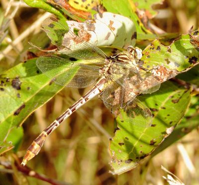 Flag-Tailed Spinyleg