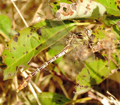 Flag-Tailed Spinyleg