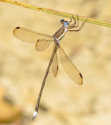 Great Spreadwing