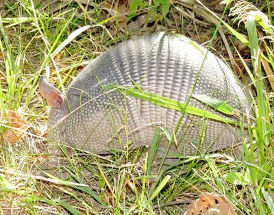 Nine-Banded Armadillo