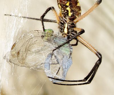 Yellow Garden Spider